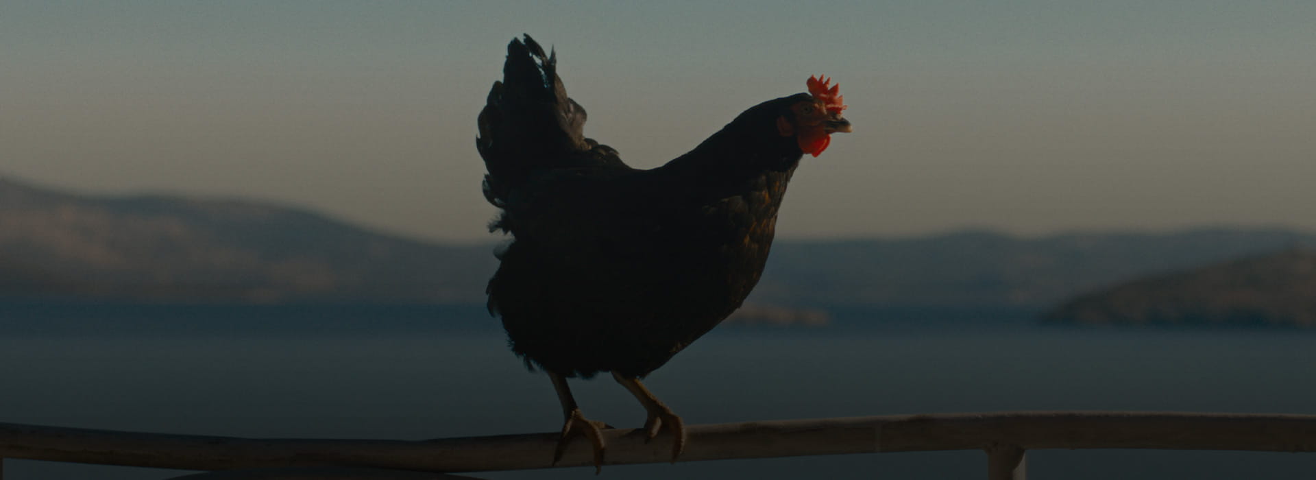 HEN – STORIA DI UNA GALLINA
