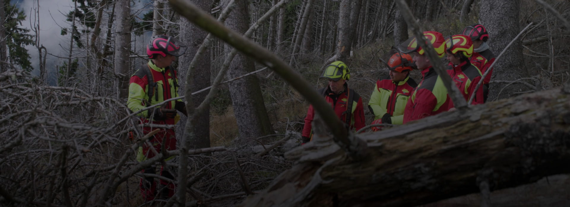 FOREST – IL FUTURO HA RADICI ANTICHE